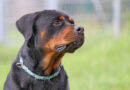 Basko, aufmerksamer, freundlicher Rottweiler, geb. geb. 2024, Schulterhöhe ca. 60cm Basko, aufmerksamer, freundlicher Rottweiler, geb. geb. 2024, Schulterhöhe ca. 60cm