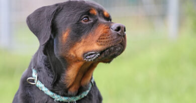 Basko, aufmerksamer, freundlicher Rottweiler, geb. geb. 2024, Schulterhöhe ca. 60cm Basko, aufmerksamer, freundlicher Rottweiler, geb. geb. 2024, Schulterhöhe ca. 60cm