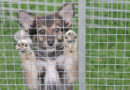 Heidi, kleine Hündin aus einer behördlichen Sicherstellung, geb. Juni 2026 Heidi, kleine Hündin aus einer behördlichen Sicherstellung, geb. Juni 2026
