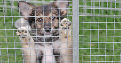 Heidi, kleine Hündin aus einer behördlichen Sicherstellung, geb. Juni 2026