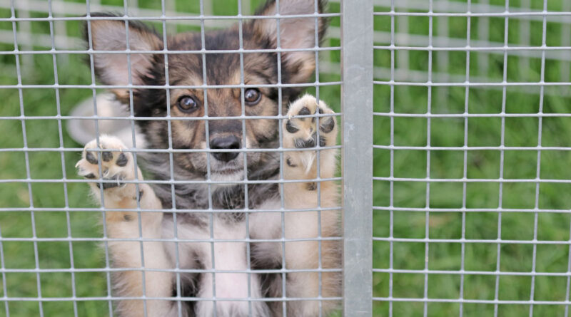 Heidi, kleine Hündin aus einer behördlichen Sicherstellung, geb. Juni 2026