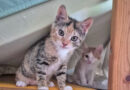 Lotte & Frida haben überlebt, nun suchen sie ein liebevolle Zuhause!!!