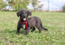 Monty, aufgewecktes, verspieltes Hundekind, geb. April 2026