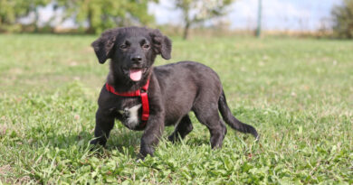 Monty, aufgewecktes, verspieltes Hundekind, geb. April 2026