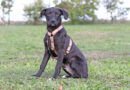 Ole, ruhiges, freundliches Hundekind mit sonnigem Gemüt, geb. April 2026,