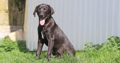 Otis, flottes, fröhliches Hundekind mit sonnigem Gemüt, geb. April 2026 Otis, flottes, fröhliches Hundekind mit sonnigem Gemüt, geb. April 2026
