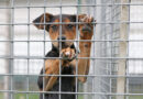 Robby, kleines Hundekind aus einer behördlichen Sicherstellung, geb. Juni 2026 Robby, kleines Hundekind aus einer behördlichen Sicherstellung, geb. Juni 2026