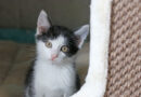 Snoppy, verspieltes, aufgewecktes Katzenkind, geb. Mai 2026 Snoppy, verspieltes, aufgewecktes Katzenkind, geb. Mai 2026