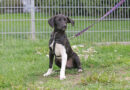 Socke, unser Kleiner mit der großen Klappe :-) , geb. April 2026 Socke, unser Kleiner mit der großen Klappe :-) , geb. April 2026
