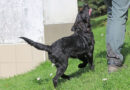 Yoshi, sehr agiles, munteres, fröhliches Kerlchen, geb. April 2026, Yoshi, sehr agiles, munteres, fröhliches Kerlchen, geb. April 2026,